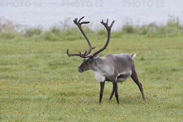 Reindeer