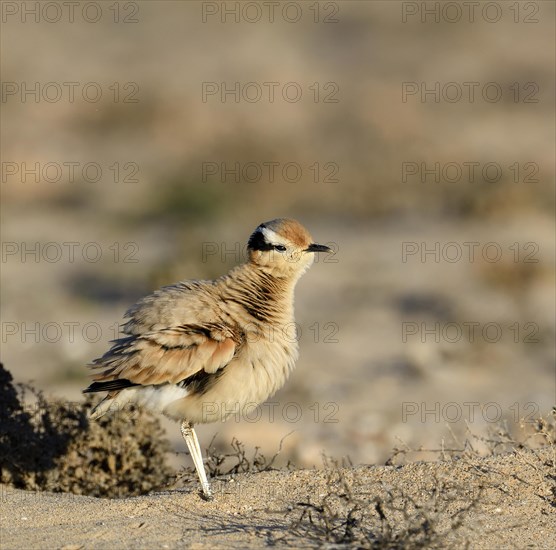 Puffed up racing bird