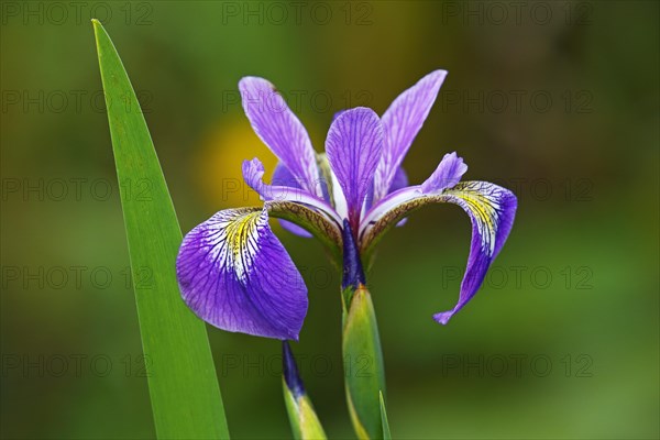 Iris versicolor