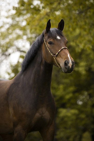 Portrait of a brown Holstein mare with halter