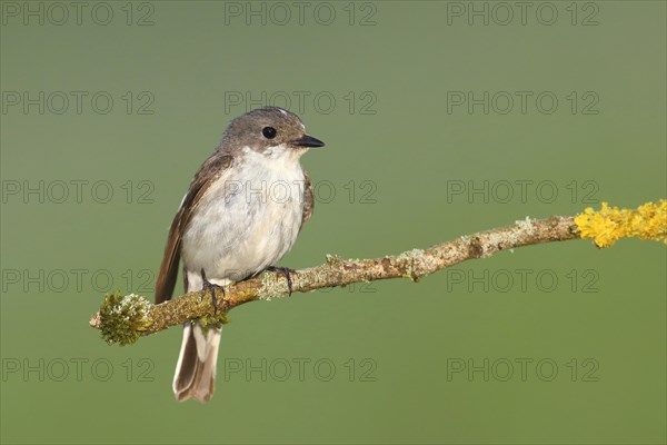 European Pied Flycatcher