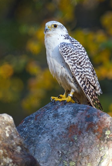 Gyrfalcon