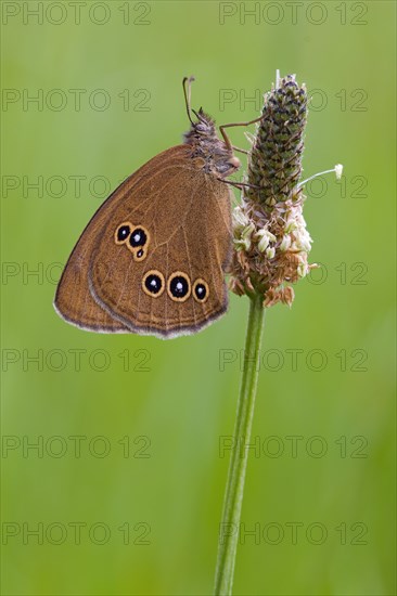 Ringlet