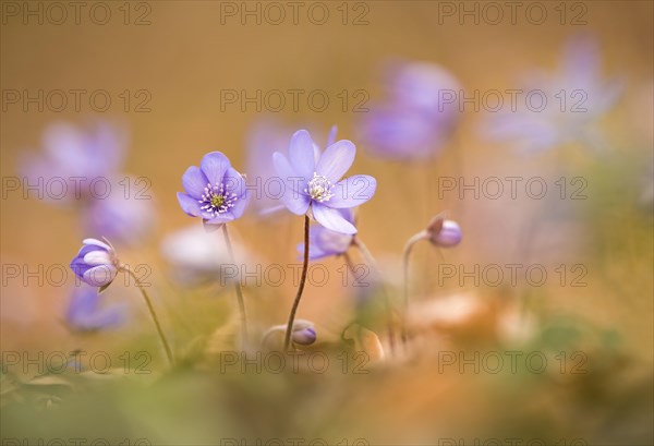 Liverwort