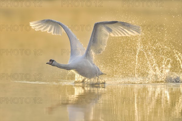 Mute swan