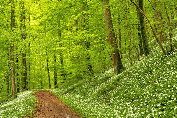 Hiking trail through Common beeches forest