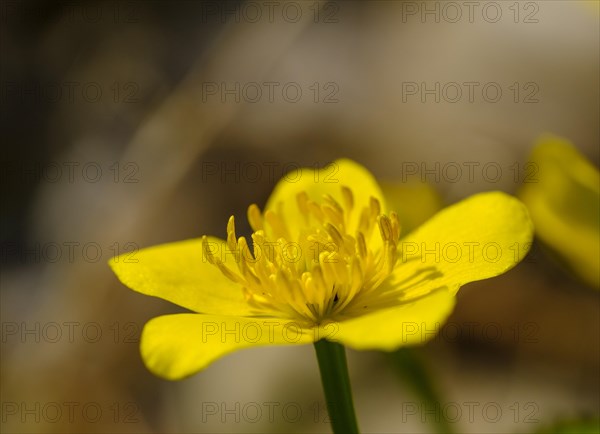 Flower of Marsh marigold