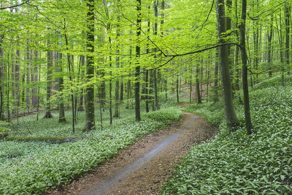 Flowering Ramsons