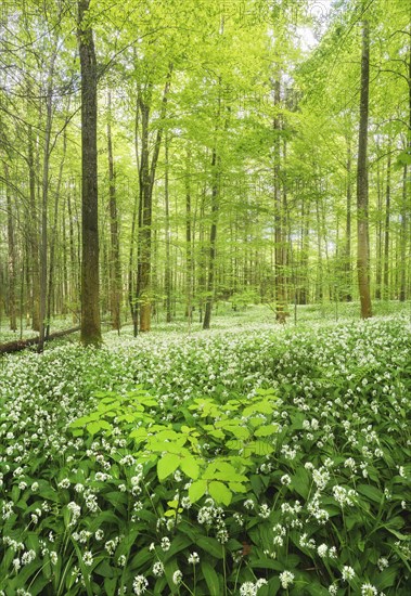 Flowering Ramsons