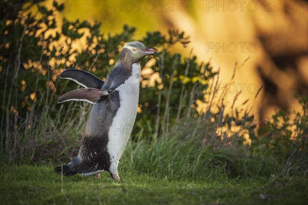 Yellow-eyed penguin