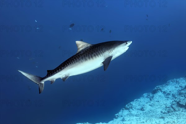 Tiger Shark