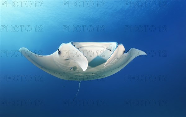 Reef manta ray