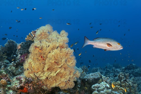 Double spotted snapper