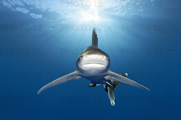 Oceanic whitetip shark