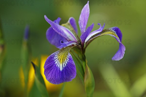 Iris versicolor