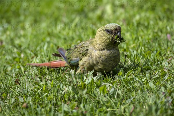 Austral parakeet