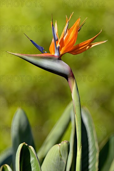 Strelitzia