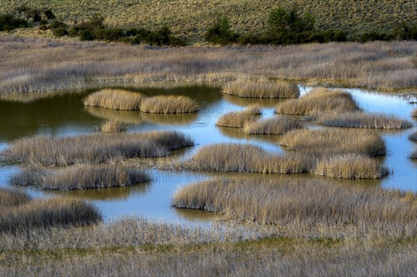 Laguna with marsh grass