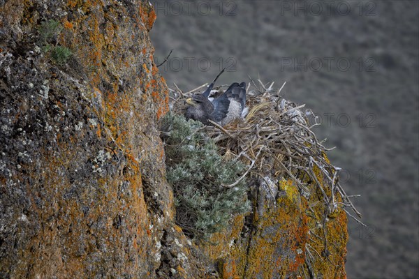 Black-chested Buzzard-Eagle