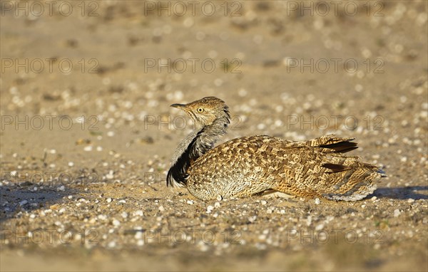 Houbara bustardmale