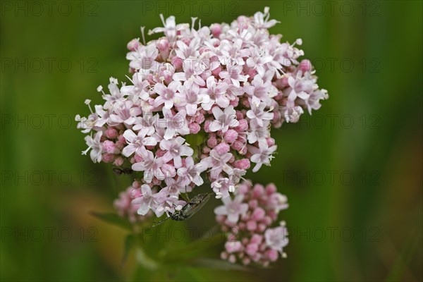 Valerian