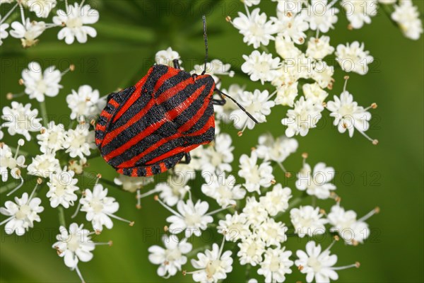 Italian striped-bug