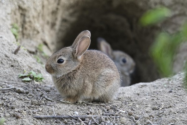 European rabbit