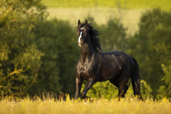 Warmblood black gelding at the trot on pasture