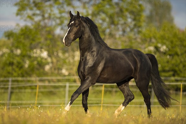 Warmblood black gelding at the trot on pasture