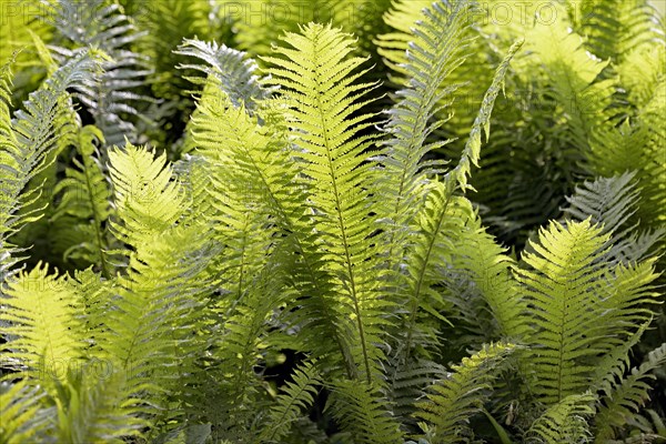 Ostrich Fern