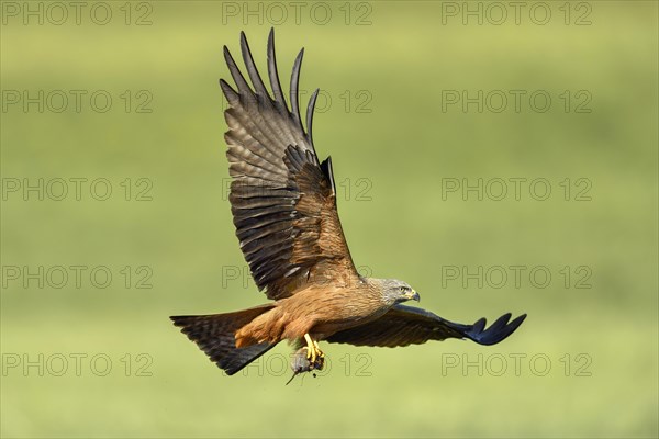 Black kite