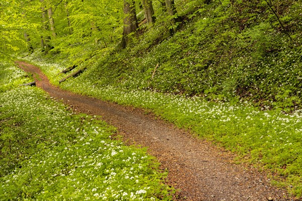 Hiking trail through Common beeches forest