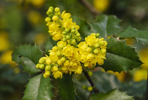 Flowers of Common Mahonia