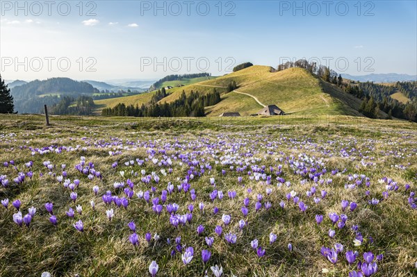 Meadow with flowering purple Crocus