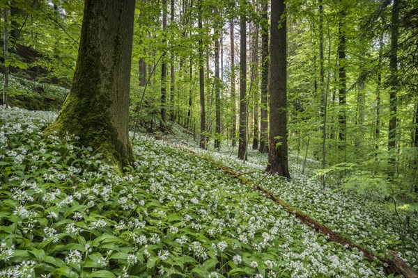 Flowering Ramsons