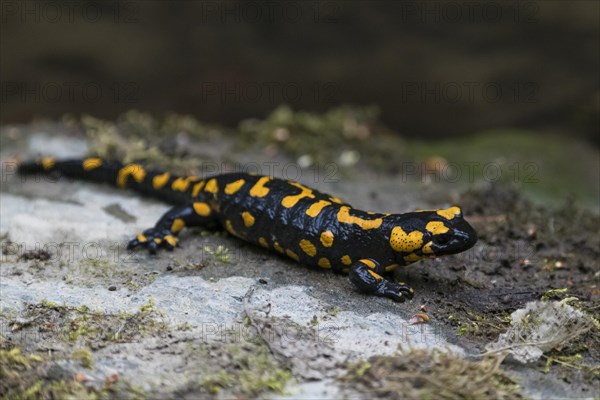 Fire salamander