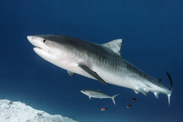 Tiger Shark