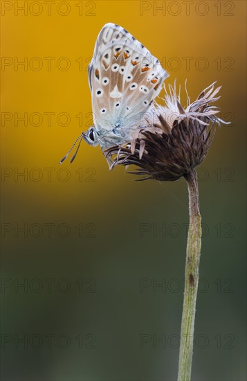 Chalkhill Blue