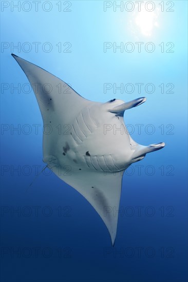 Reef manta ray