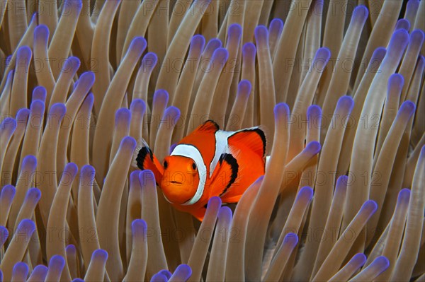 Ocellaris Clownfish