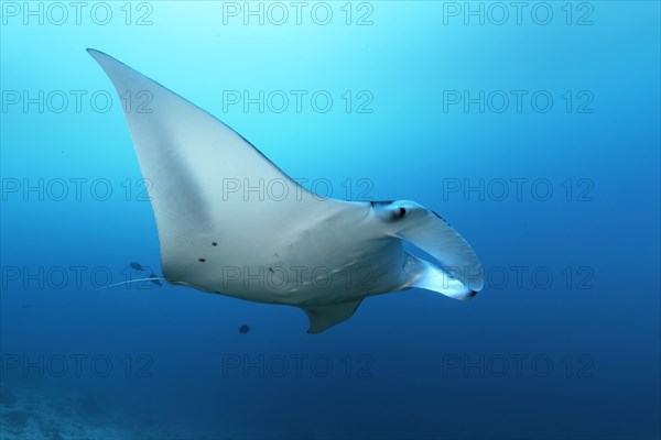 Reef manta ray