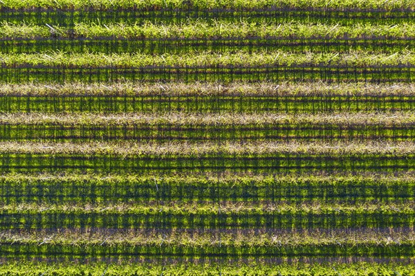 Apple plantation from above