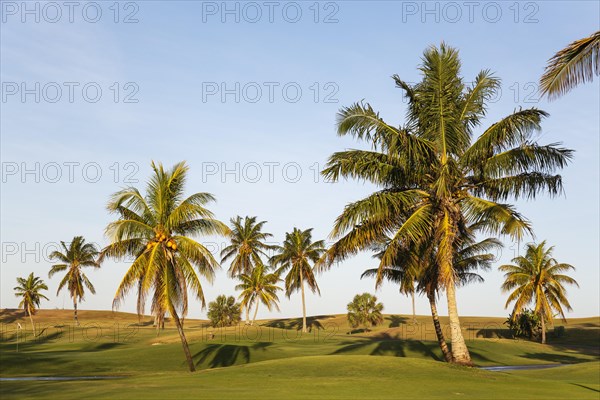 Coconut palms