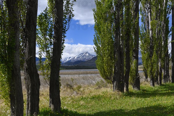 Poplar trees in front of the Andes