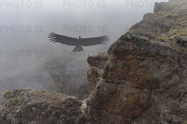 Andean Condor