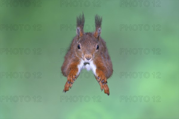 Eurasian red squirrel