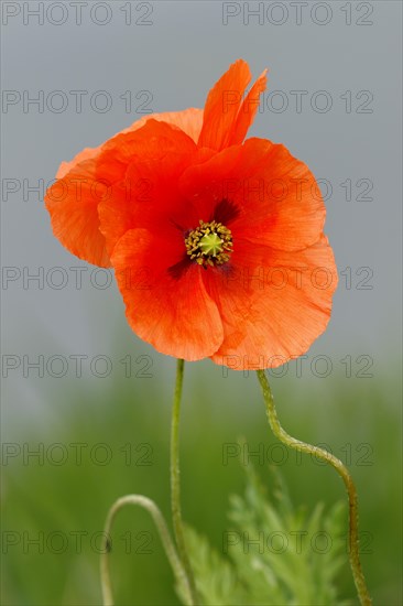 Seed poppy