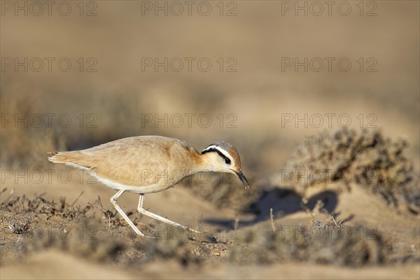 Racing bird