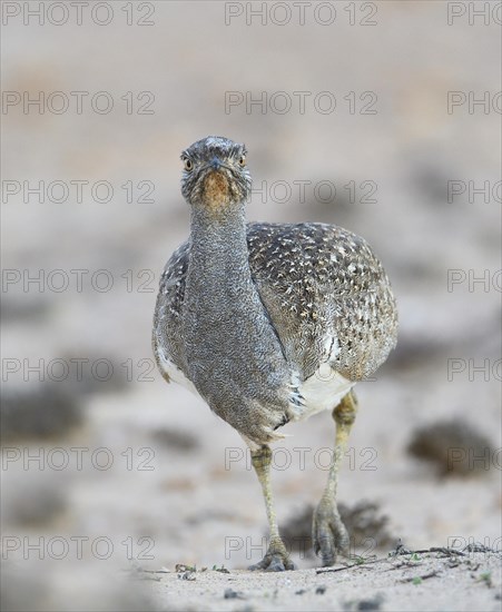 Houbara bustardmale