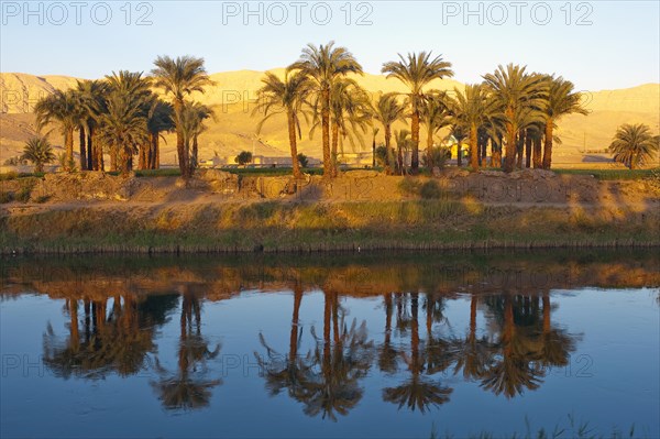 Drainage channel with Coconut palms